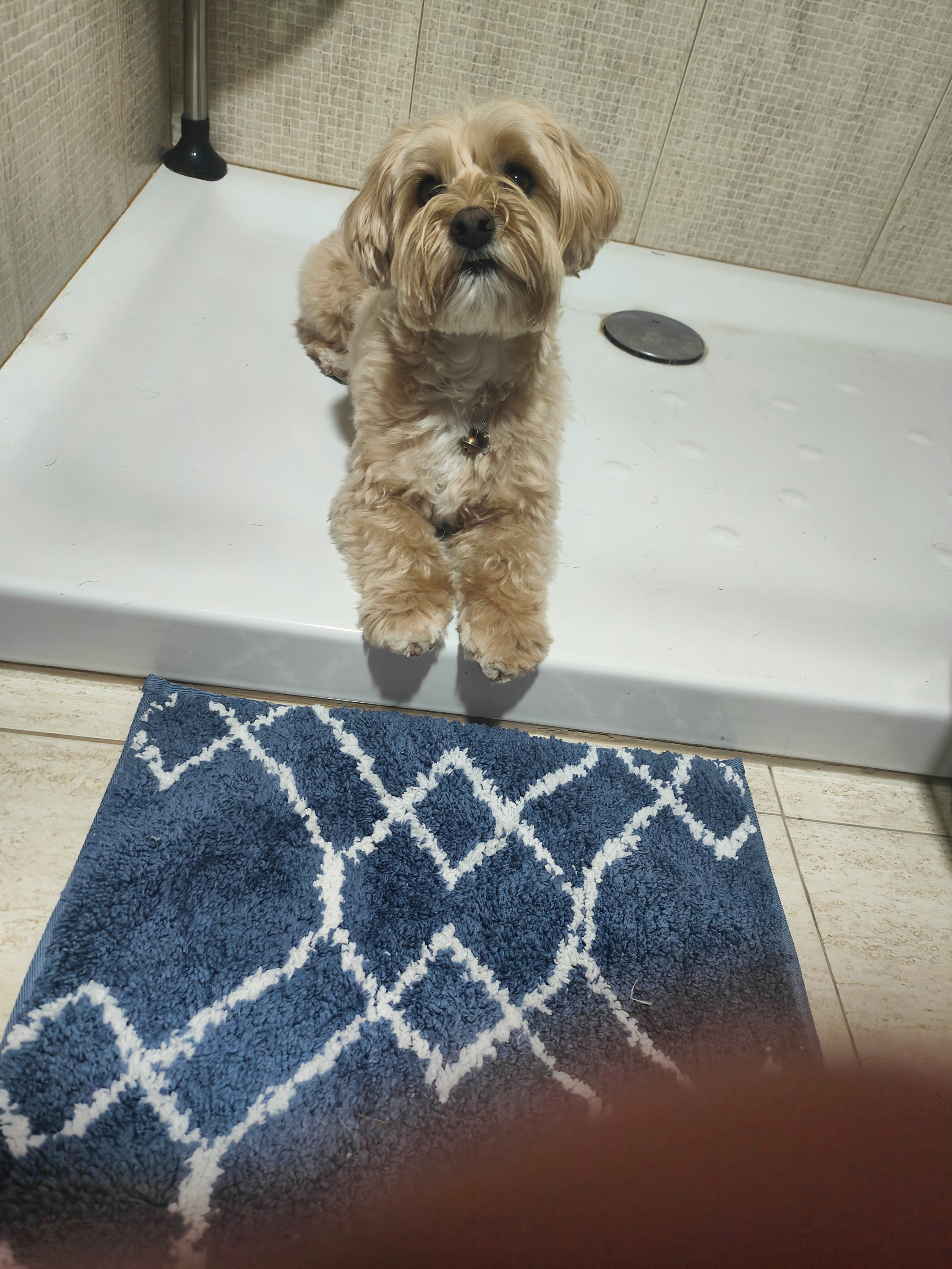 Mascota en guardería en casa